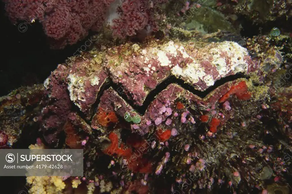 Comb Oyster (Lopha cristagalli) covered by Algae, Borneo, Malaysia (zigzag bivalve)