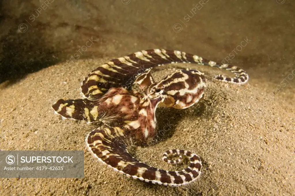 Mimic Octopus (Thaumoctopus mimicus) Walindi Plantation Resort, Papua New Guinea