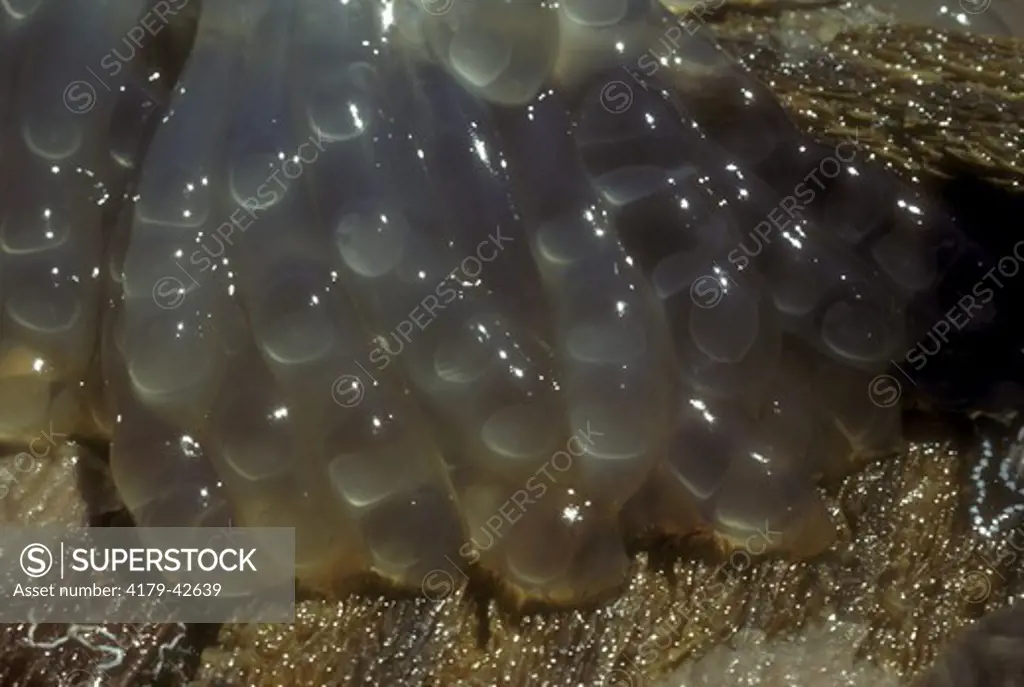 Southern Octopus Eggs(Octopus bimaculoides)Florida Keys