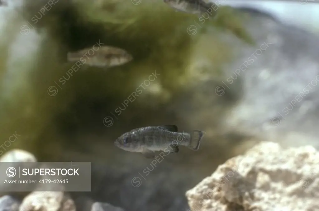 Devil's Hole Pupfish rarest fish in the world