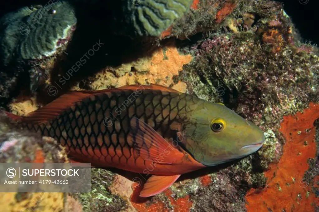 Stoplight Parrotfish ight Phase (Sparisoma viride) Flower Gardens Banks NMS