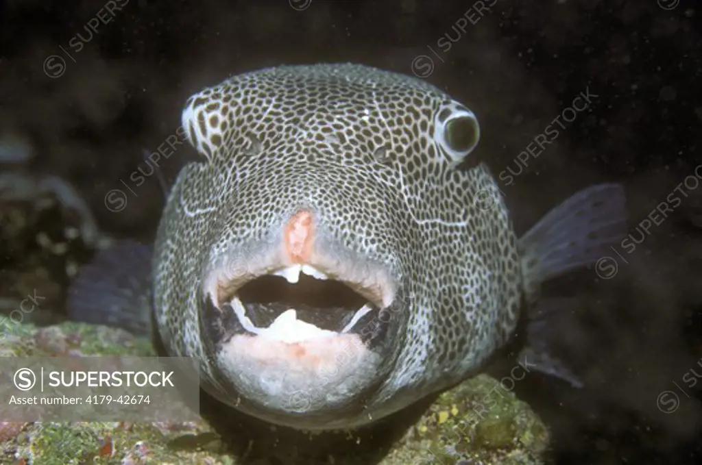 Starry Pupperfish showing teeth (Arothron stellatus) Fiji Islands, South Pacific