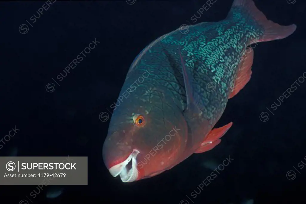 A female Redlip Parrotfish (Scarus rubroviolaceus) Bali Indonesia.