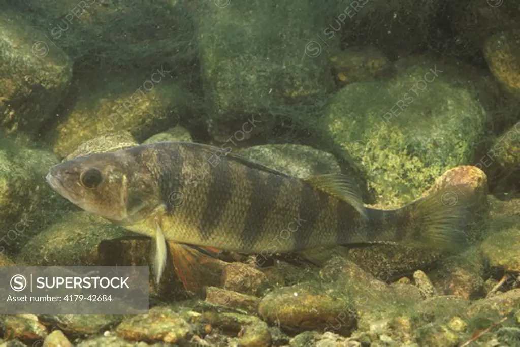 Yellow Perch (Perca flavescens) New Jersey