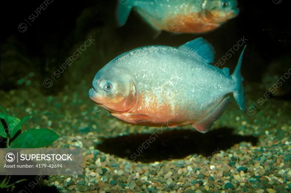Red Bellied Piranha (Serrasalmus nattereri)
