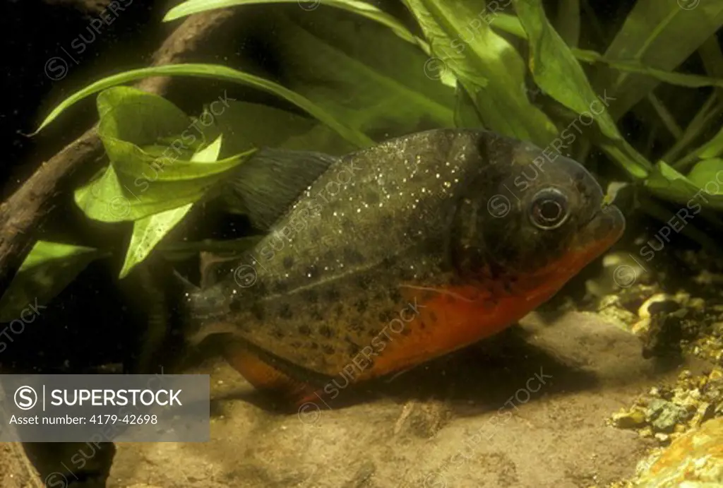 Red Bellied Piranha (Serrasalmus sp.) Amazon