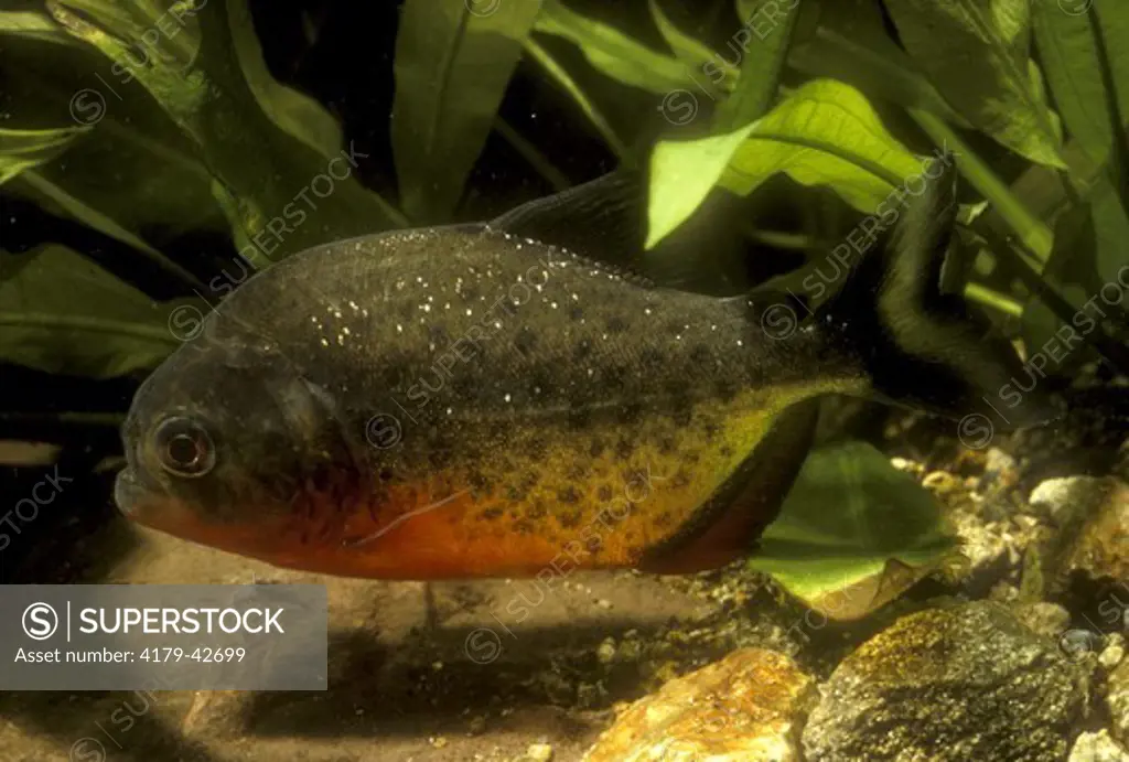 Red-Bellied Piranha (Serrasalmus sp.) Amazon