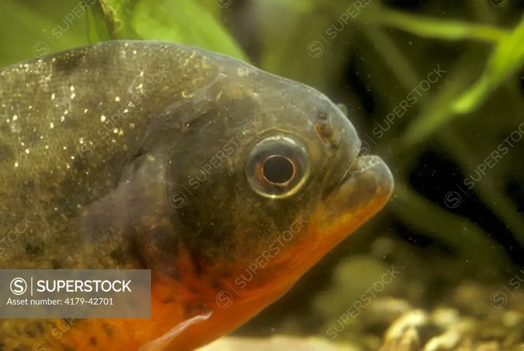 Red-Bellied Piranha (Serrasalmus sp.) Amazon