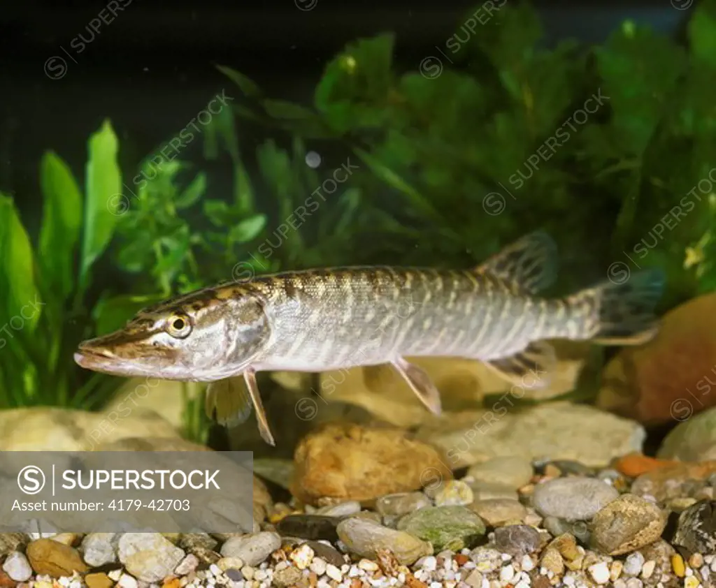Pike (esox lucius) Germany