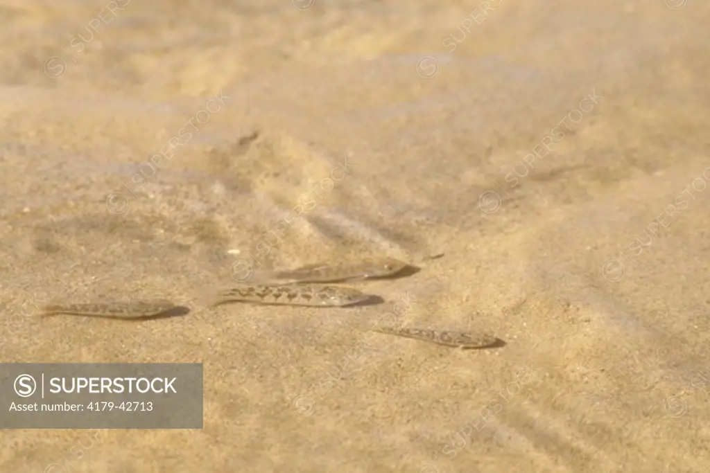 Salt Creek Pupfish (Cyprinodon salinus), Death Valley NP, CA, California