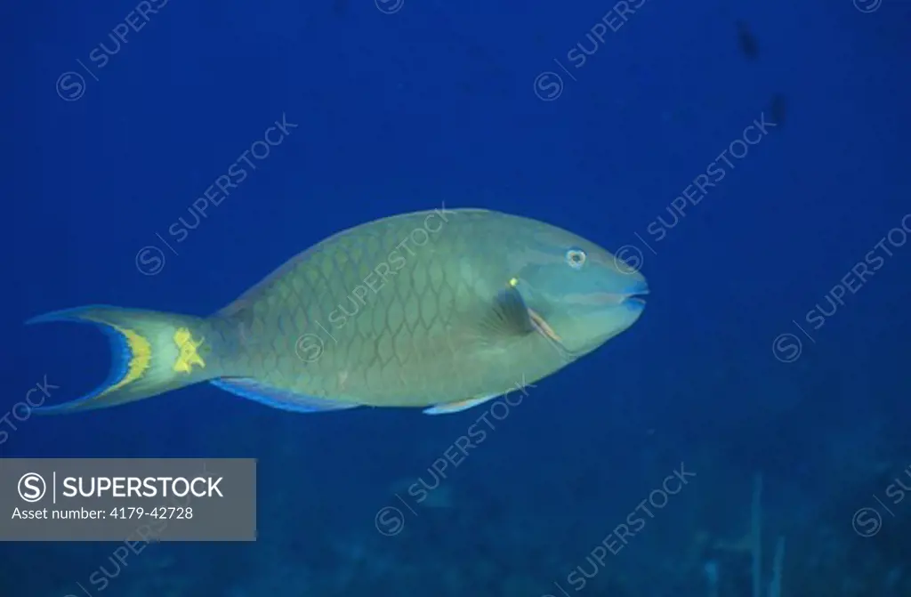 Stoplight Parrotfish (Sparisoma virida), FL & Caribbean)