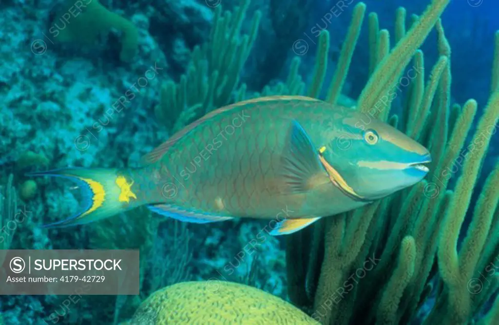 Stoplight Parrotfish (Sparisoma virida), FL & Caribbean