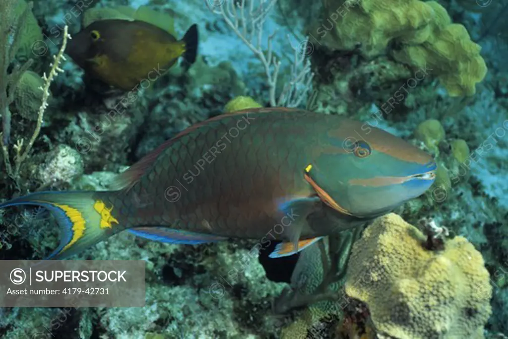 Stoplight Parrotfish (Sparisoma viride), FL & Caribbean