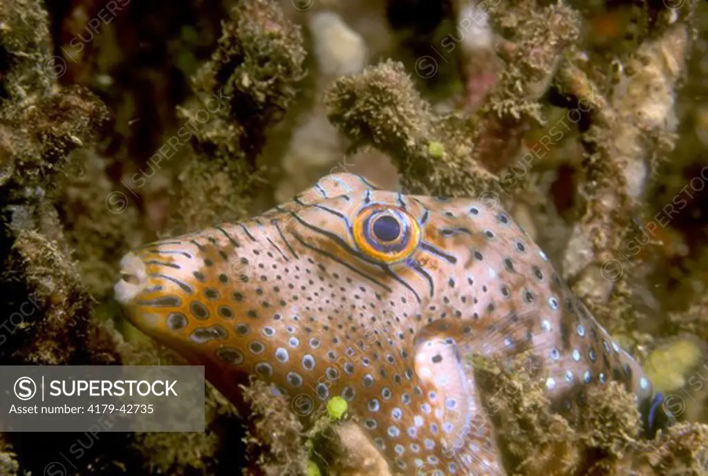 Sharpnose Pufferfish (Canthigaster sp.), Skin has powerful Toxins, Indo- Pacific