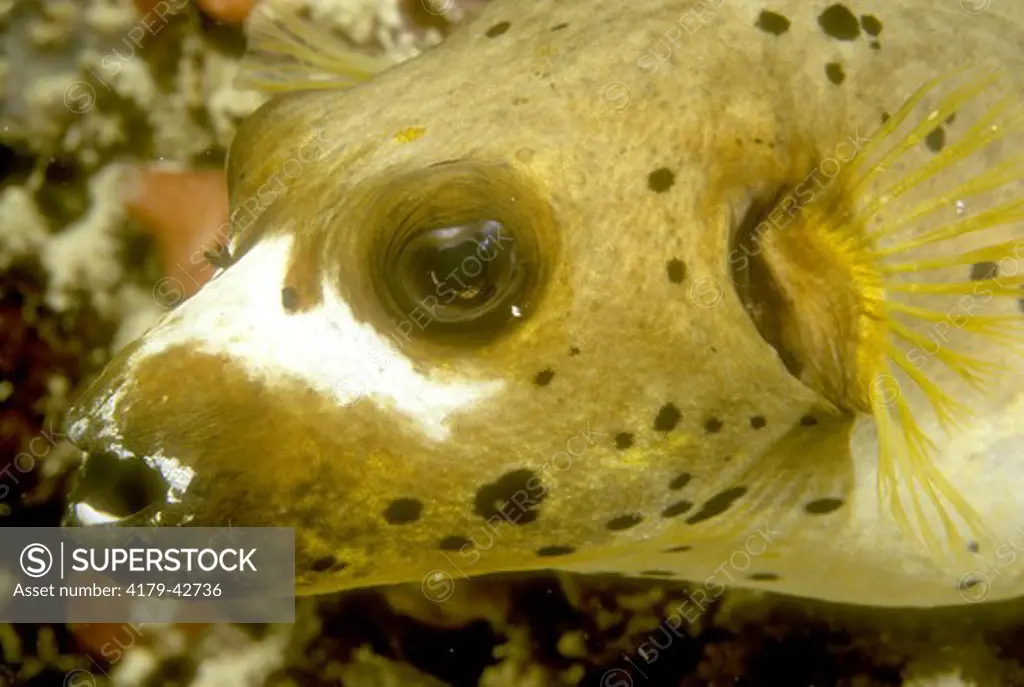 Black-spotted Pufferfish (Arothron nigropunctratus), very toxic, Indo-Pacific