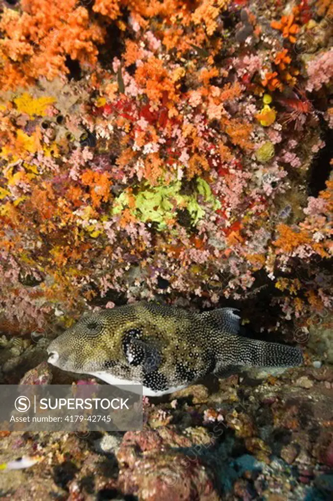 Pufferfish (Arothron mappa) hiding under Coral,  Pinnacle Dive on Thomas Reef, Lindenhaven Area, Southcoast New Britain, Papua New Guinea