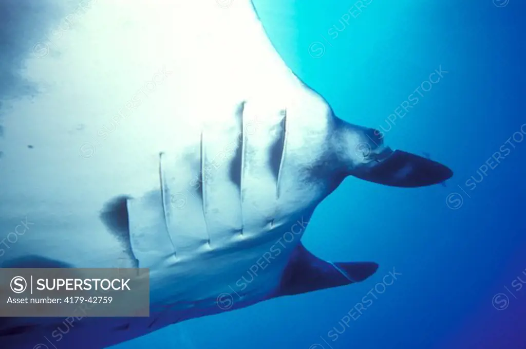 Atlantic Manta Ray (Manta birostris) Gulf of Mexico