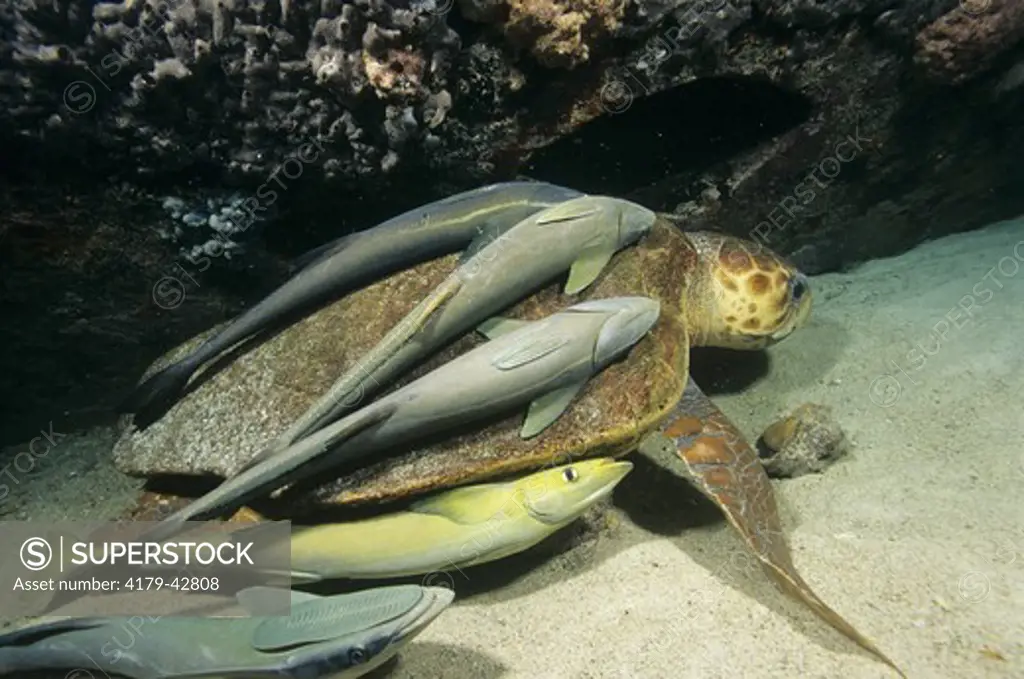 Remoras aka Shark Suckers on Loggerhead Sea Turtle, Symbiosis, Bahamas