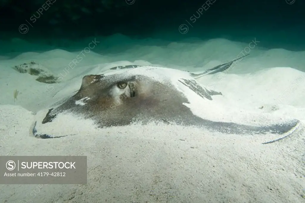 Southern Stingray (Dasyatis americana) around the wreck of the Hesperus on the Gingerbread Grounds near Bimini in the Bahamas.