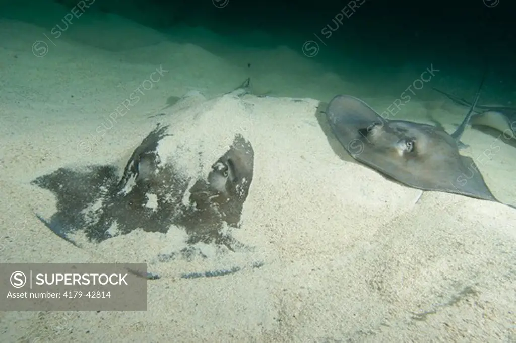 Southern Stingrays (Dasyatis americana) around the wreck of the Hesperus on the Gingerbread Grounds near Bimini in the Bahamas.