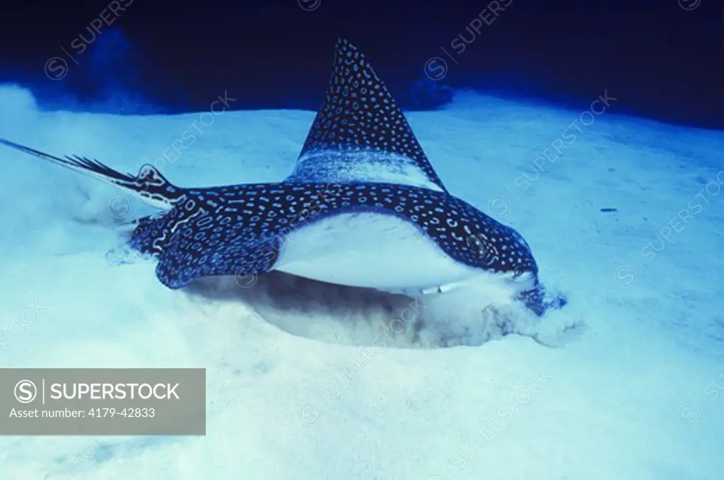 Spotted Eagle Ray (Aetobatis narinari) feeding on Crustaceans in Sand Bottom, Caribbean