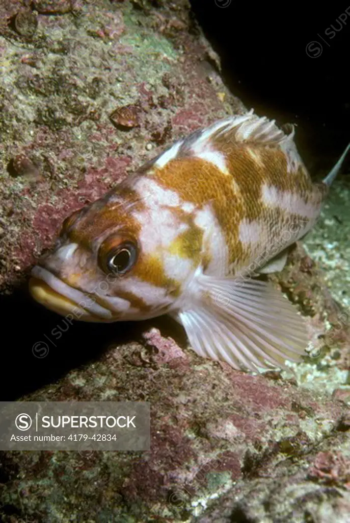 Copper Rockfish (Sebastes caurinus) California