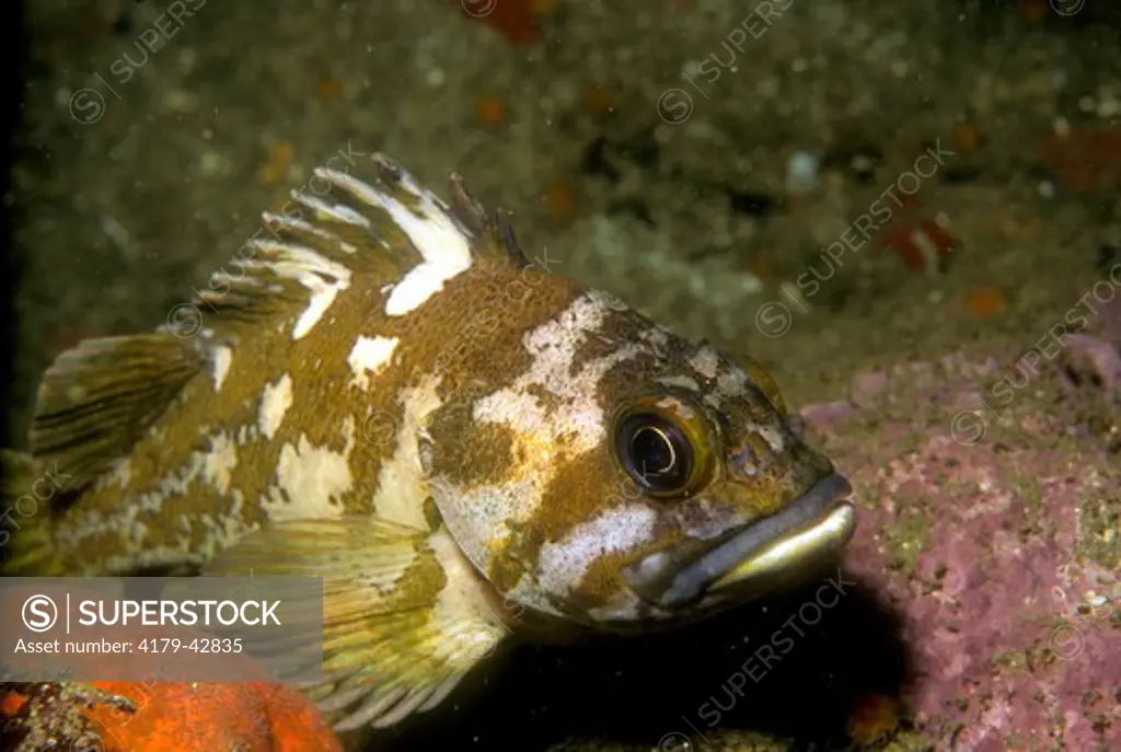 Gopher Rockfish (Sebastes carnatus) Farallon Island - California