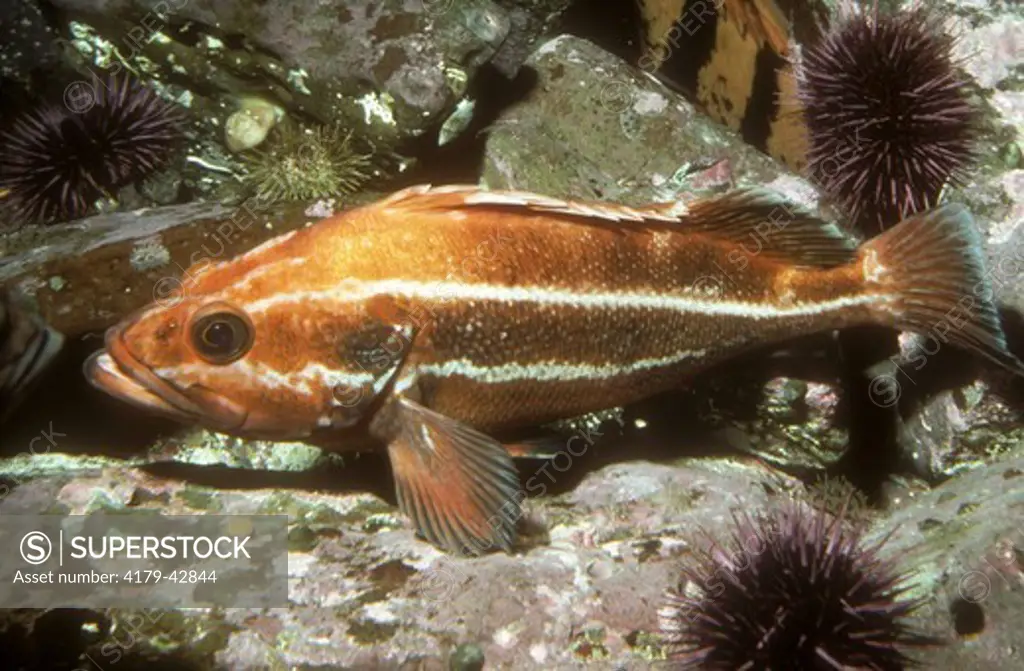Yelloweye Rockfish(Sebastes ruberrimus) JuvS. Alaska to N. Baja