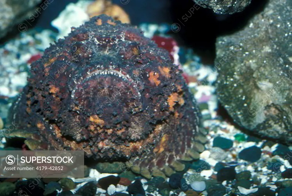 Stonefish (Synanceia verrucosa)Sea World - San Diego, CA
