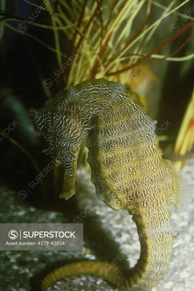 Pacific Seahorse (Hippocampus ingens) Sea World San Diego, CA