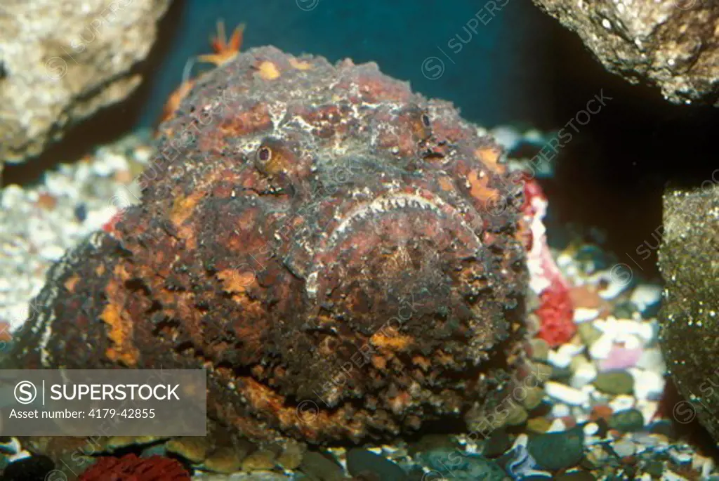 Stonefish (Synanceja verrucosa)Sea World - San Diego, CA