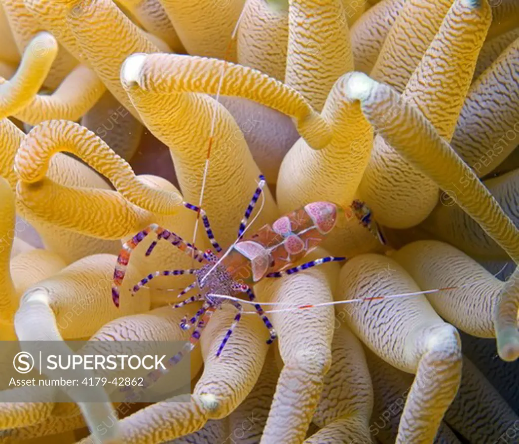 Spotted Cleaner Shrimp (Periclimenes yucatanicus) Bonaire