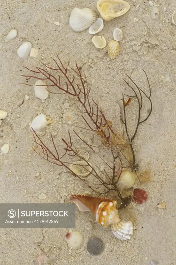 Assorted Sea Shells & Seaweed on Beach at Captiva Island, Florida     Velvia