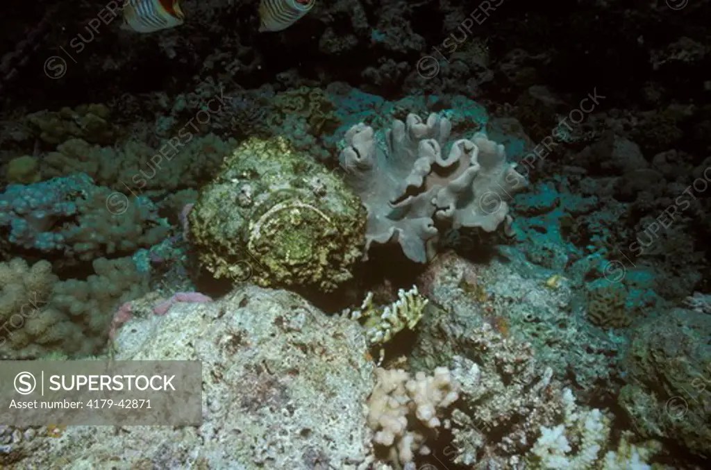 Stonefish (Synanceia verrucosa) Red Sea