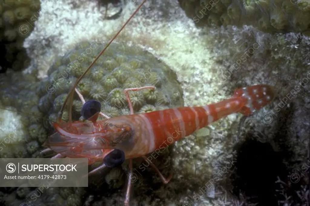 Red Night Shrimp (Rhynchocinetes rigens) Caribbean