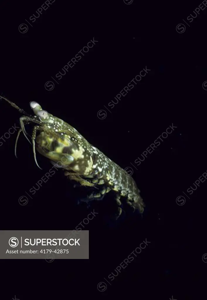 Dark Mantis Shrimp (Gonodactylus curacaoensis) Bahamas