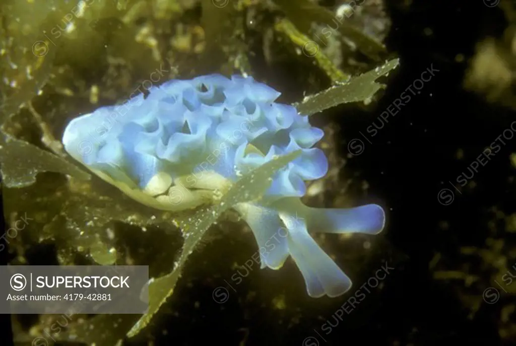 Lettuce Sea Slug, blue variety (Tridachia crispata) Bahamas