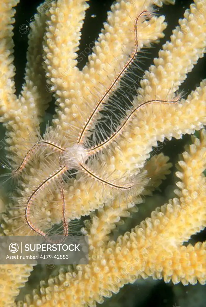 Brittle Starfish (Ophiothrix sp.), Red Sea