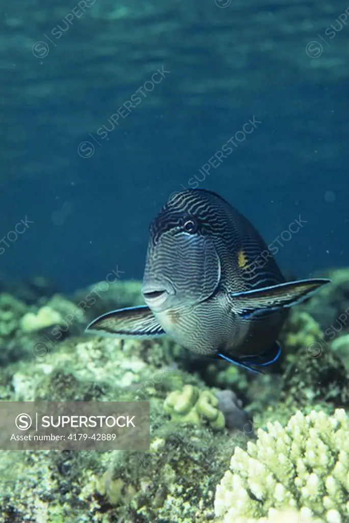 Sohal Surgeonfish (Acanthurus sohal), Red Sea