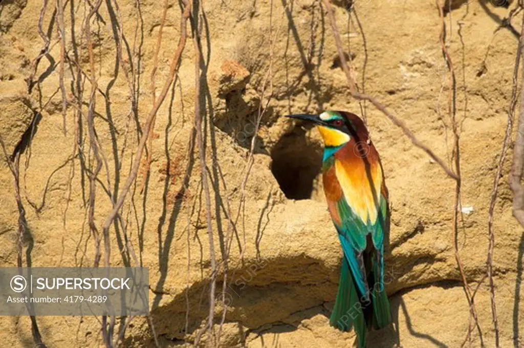 European Bee-Eater (Merops apiaster) Before the nest, Camargue, Southern France / Gupier d'Europe - Devant le nid -