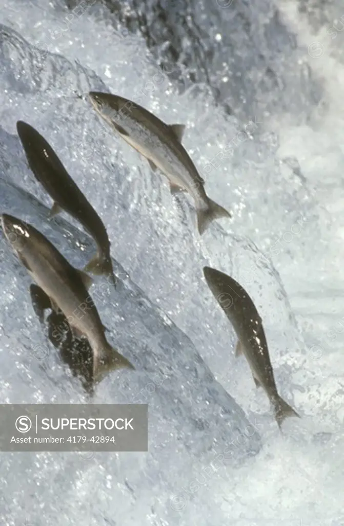 Pacific Salmon Returning to Spawning Grounds - Katmai NP (Oncorhynchus salmonidae) AK