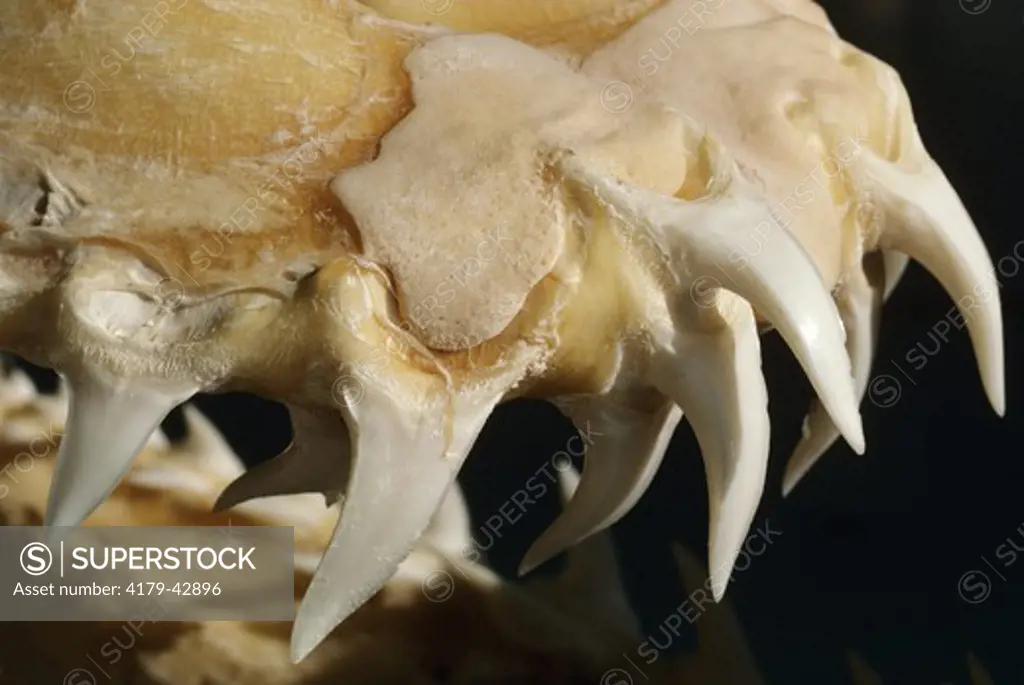 Shark Teeth - Snout of Mako (Isurus oxyrinchus)
