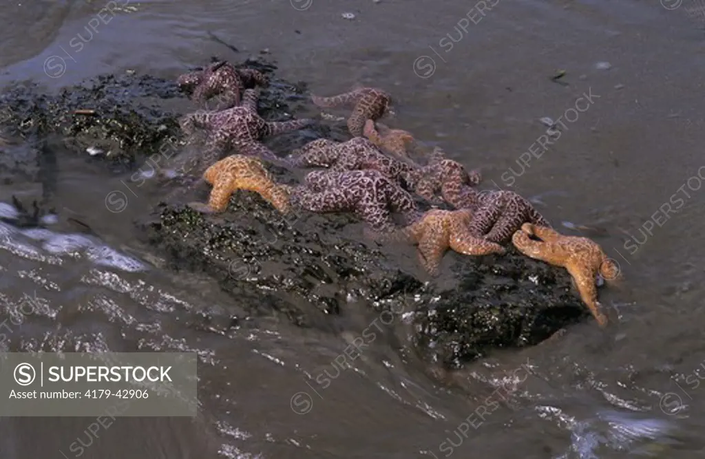 Ochre Sea Stars at low tide (Pisaster ochraceus) rock,  Rialto Beach, Olympic NP, WA, tide pool, Washington