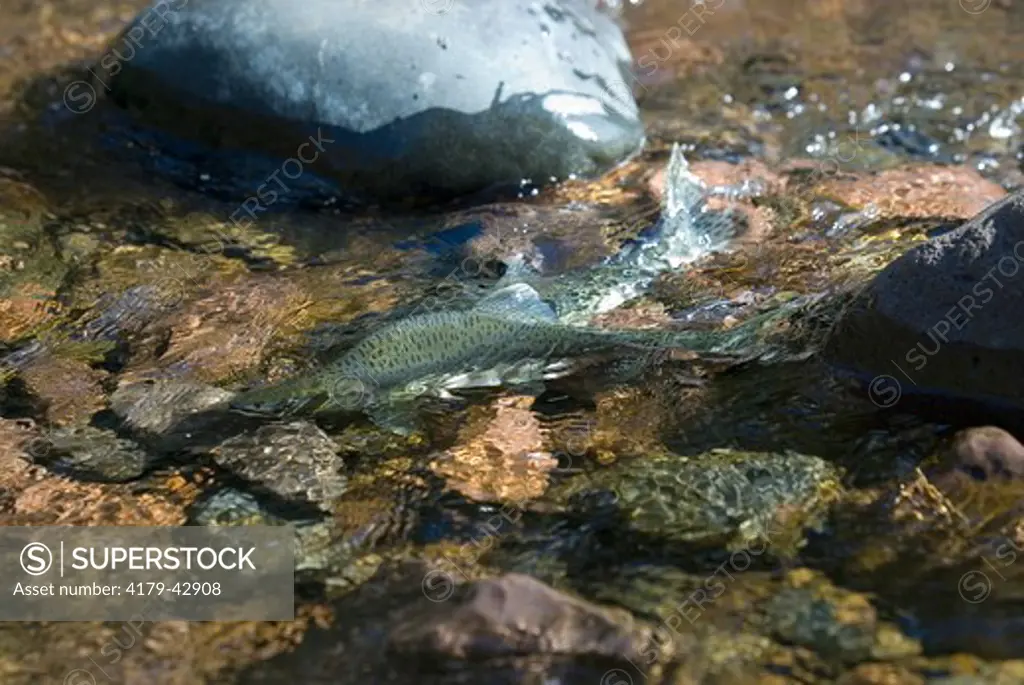 Spawning Pink Salmon (Oncorhynchus gorbuscha) Early October, Cascade River, Cook County, MN
