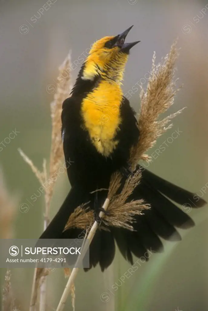 Yellow-headed Blackbird (X. xanthocephalus) displaying. Bear River MBR, UT