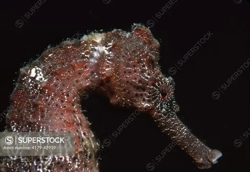 Caribbean Sea Horse (Hippocampus reidi) Caribbean