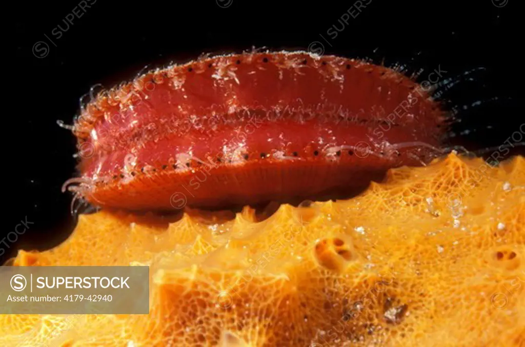 Red Scallop Order: Pterioidea Caribbean