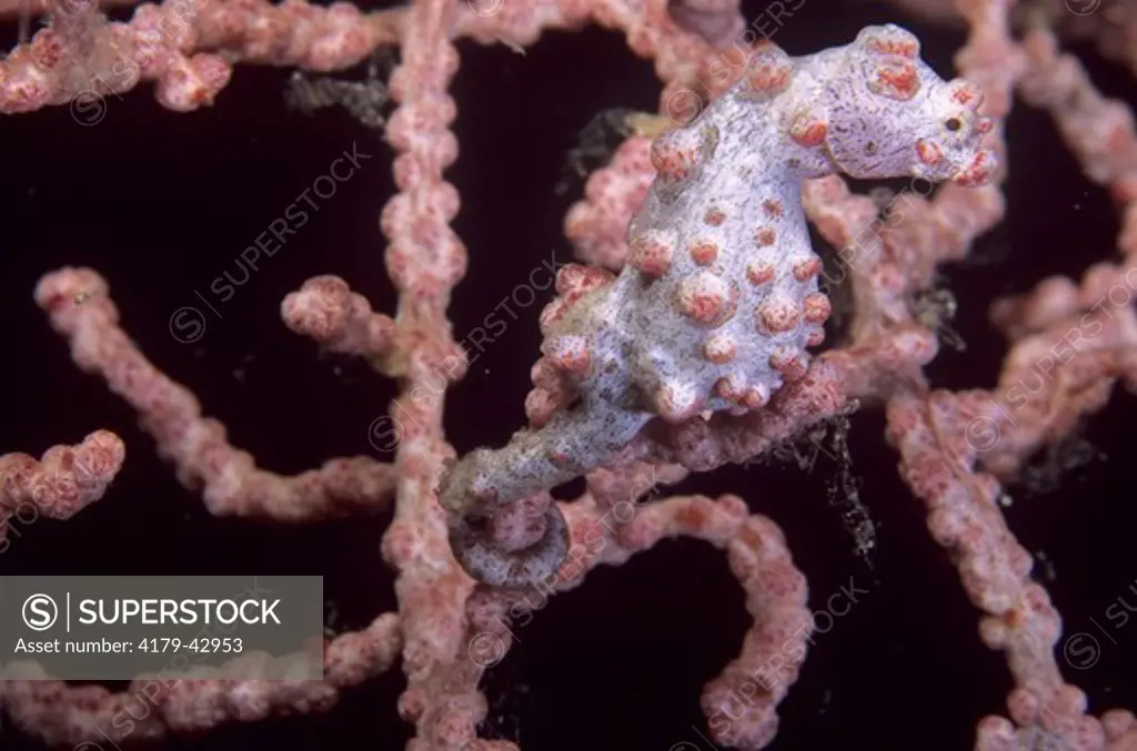 Pygmy Seahorse (Hippocampus bargibanti), Indonesia