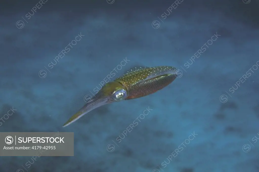 Reef Squid (Sepioteuthis sepioidea) Roatan