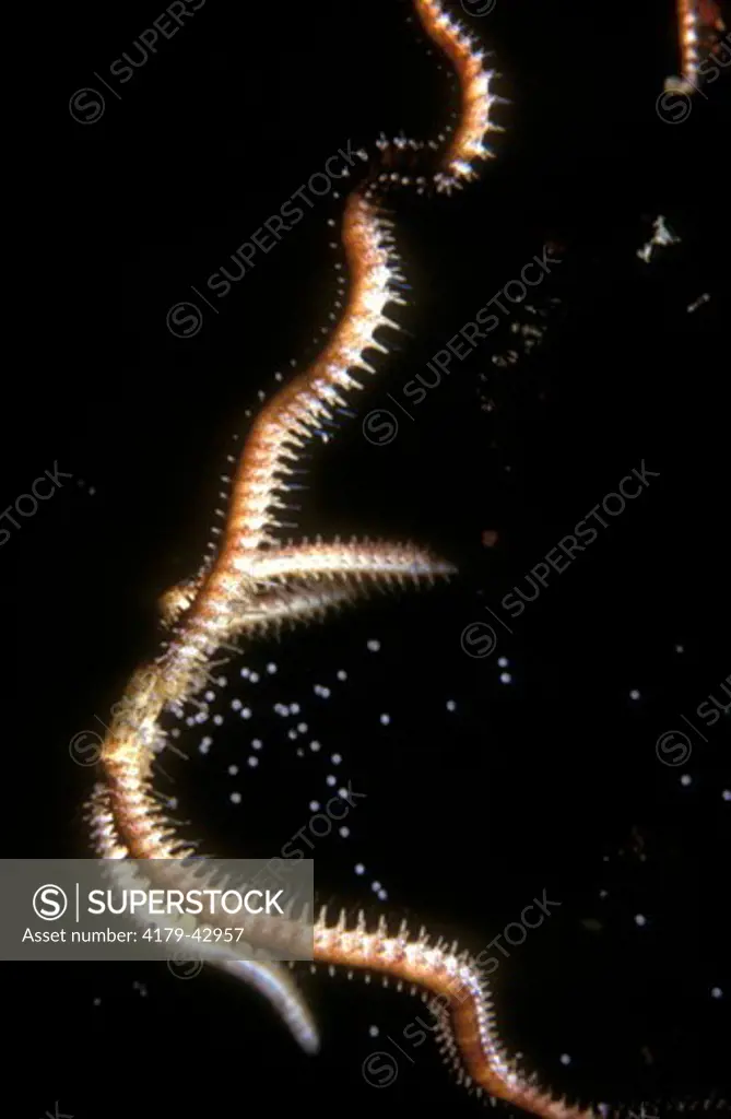 Starfish: Brittle Star spawning, Roatan, Honduras